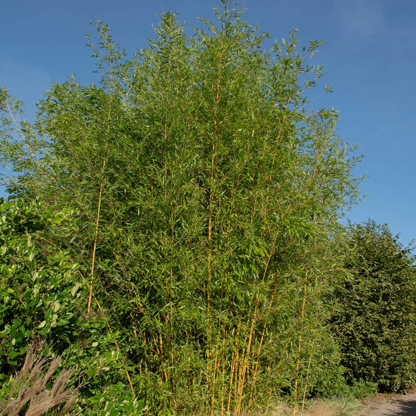 Jättibambu Spectabilis (Kasvutapa)