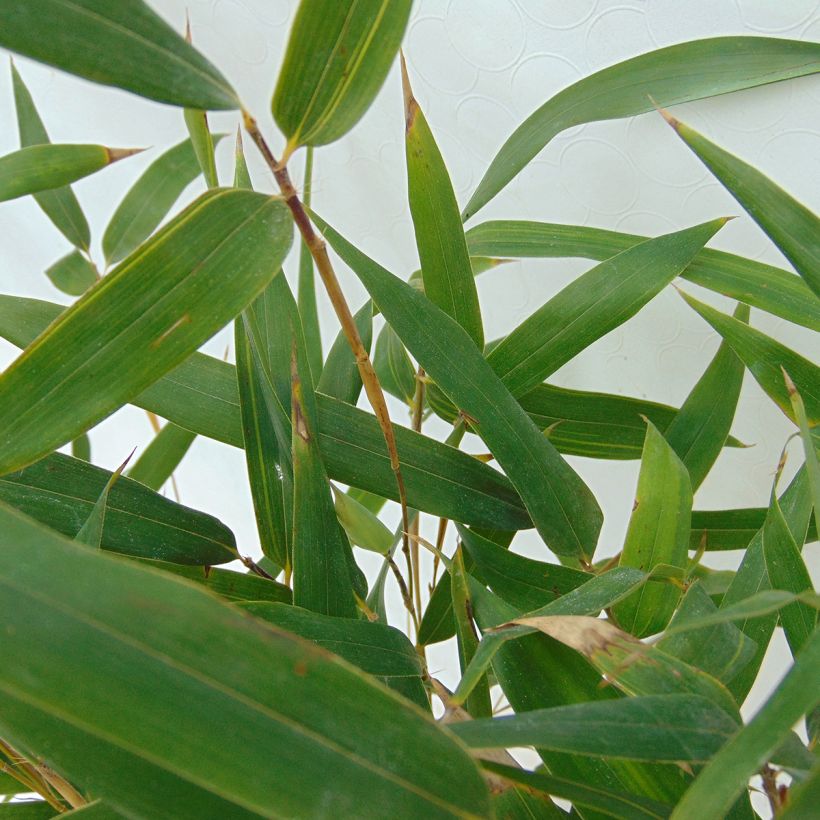 Jättibambu Spectabilis (Lehvistö)