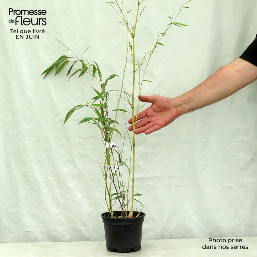 Esimerkki kesällä toimitetusta Jättibambu Spectabilis Pot de 2L/3L-taimesta