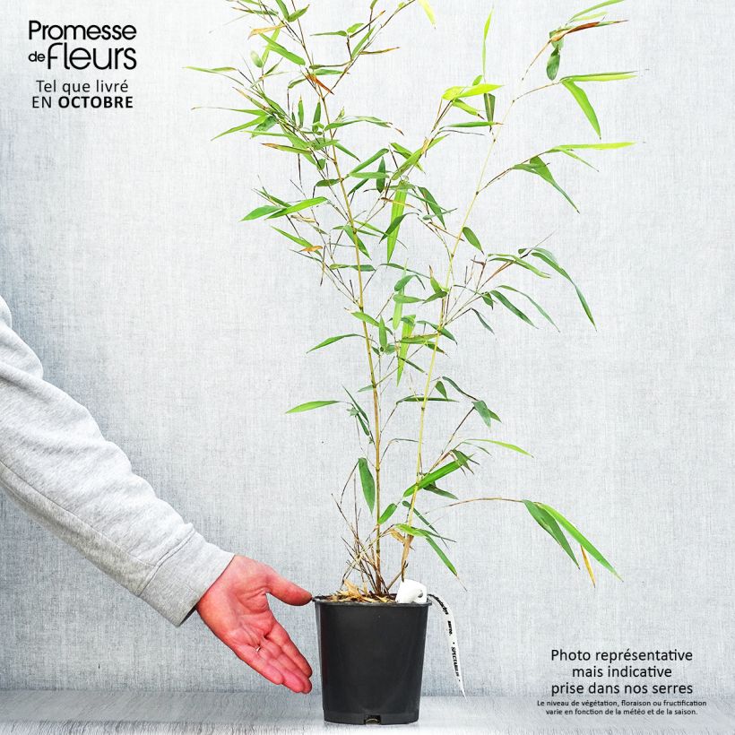 Esimerkki syksyllä toimitetusta Jättibambu Spectabilis 2 litran/3 litran ruukku-taimesta