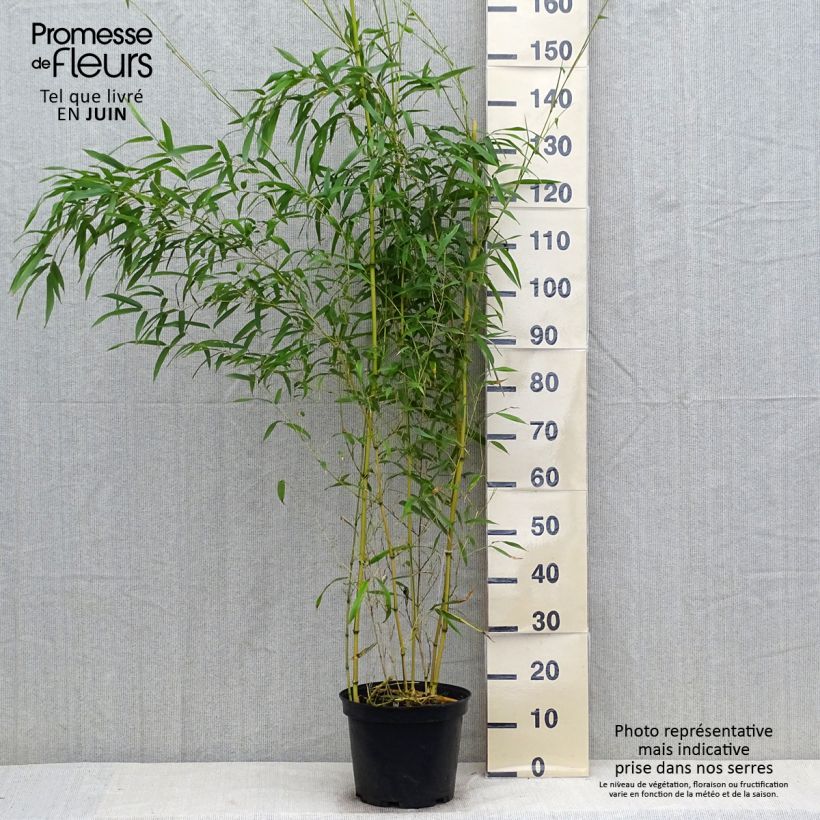 Esimerkki kesällä toimitetusta Jättibambu Spectabilis Pot de 4L/5L-taimesta