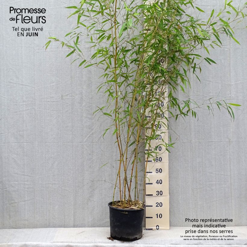Esimerkki kesällä toimitetusta Jättibambu Spectabilis Pot de 7,5L/10L-taimesta