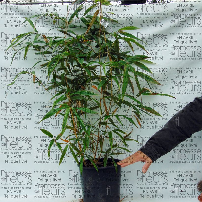 Esimerkki toimitetusta Huilujättibambu Castillonis Pot de 4L/5L-taimesta