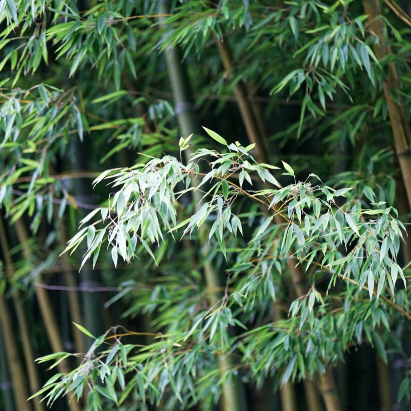 Bambu - Phyllostachys edulis (pubescens) (Lehvistö)