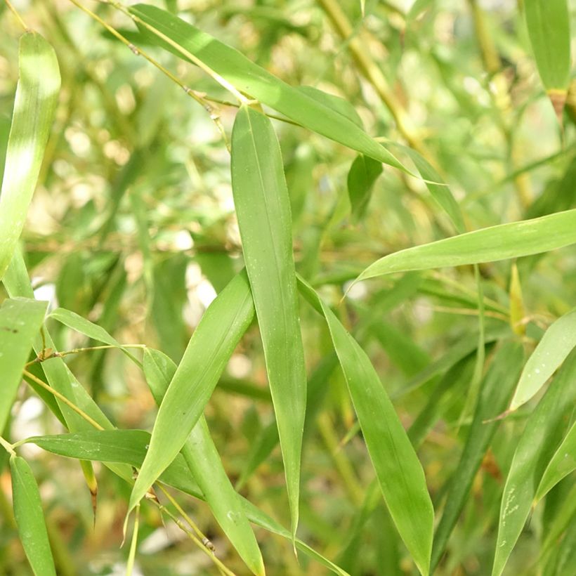 Bambu - Phyllostachys flexuosa (Lehvistö)