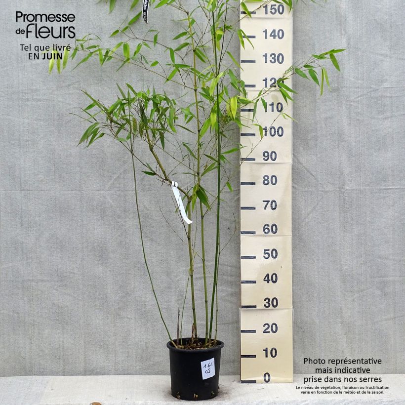 Esimerkki kesällä toimitetusta Bambu - Phyllostachys glauca 4 litran/5 litran ruukku-taimesta