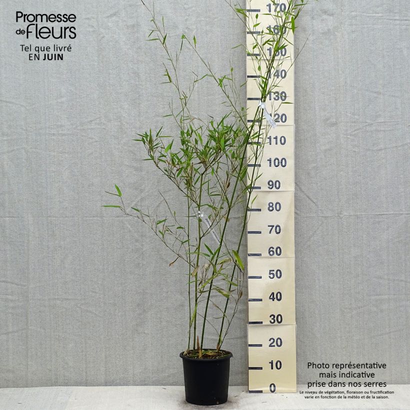 Esimerkki kesällä toimitetusta Bambu - Phyllostachys heteroclada 4 litran/5 litran ruukku-taimesta