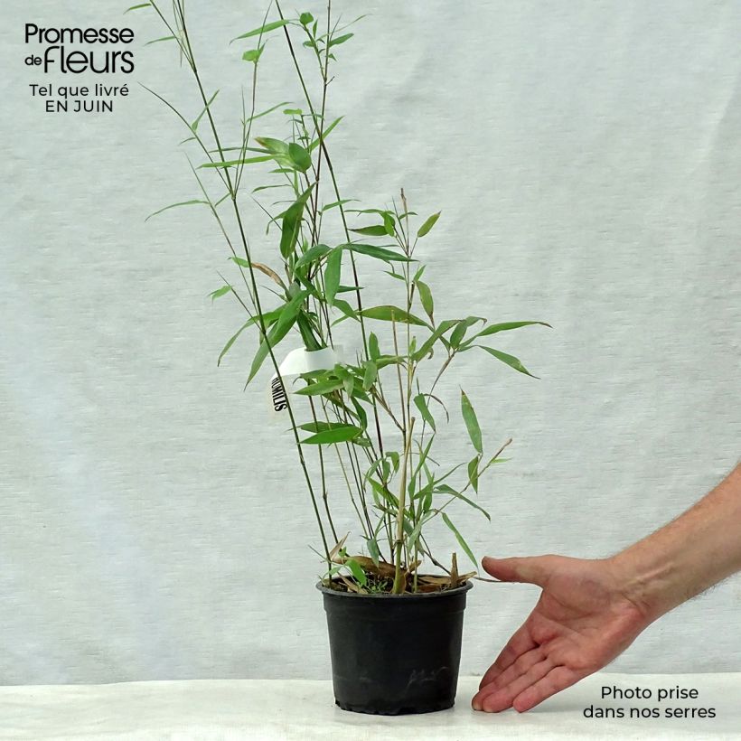 Esimerkki kesällä toimitetusta Bambu - Phyllostachys humilis Pot de 2L/3L-taimesta