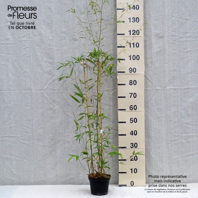 Esimerkki syksyllä toimitetusta Bambu - Phyllostachys humilis 2 litran/3 litran ruukku-taimesta