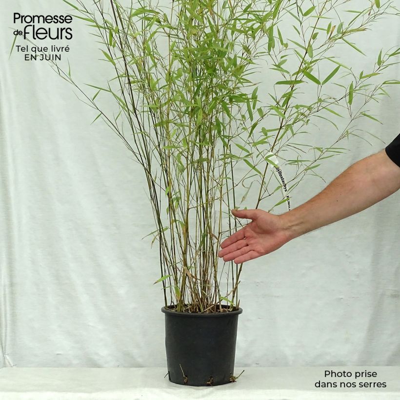 Esimerkki kesällä toimitetusta Bambu - Phyllostachys humilis Pot de 4L/5L-taimesta