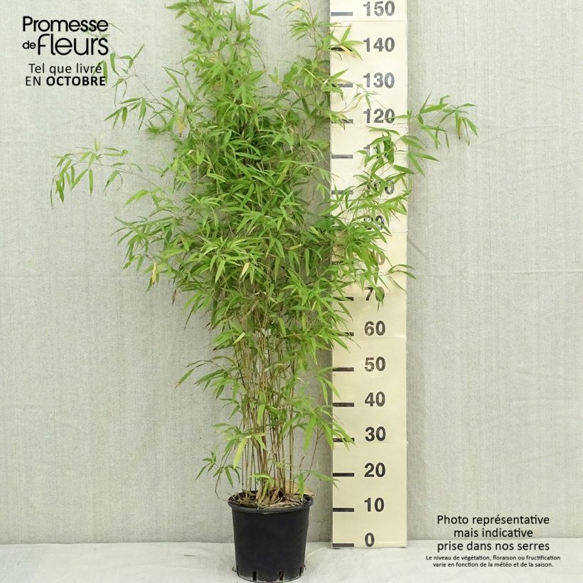 Esimerkki syksyllä toimitetusta Bambu - Phyllostachys humilis 4 litran/5 litran ruukku-taimesta