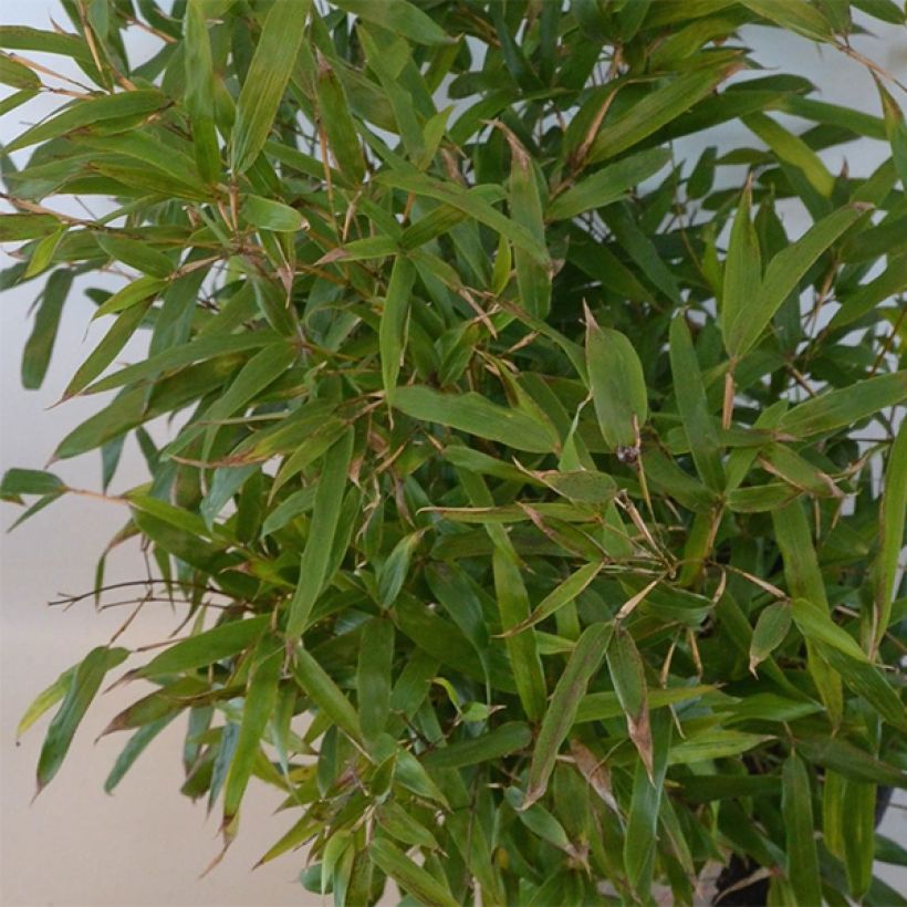 Bambu - Phyllostachys humilis (Lehvistö)