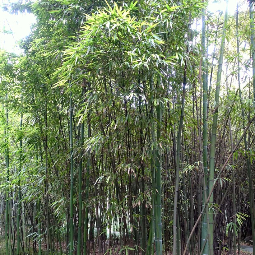 Bambu - Phyllostachys iridescens (Lehvistö)
