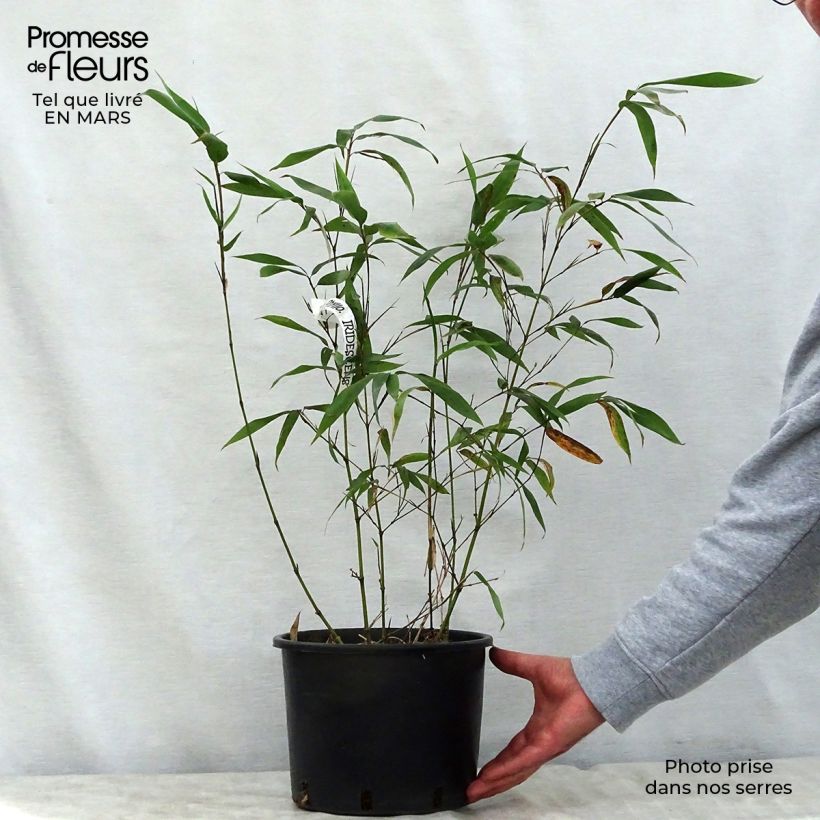 Esimerkki keväällä toimitetusta Bambu - Phyllostachys iridescens Pot de 4L/5L-taimesta