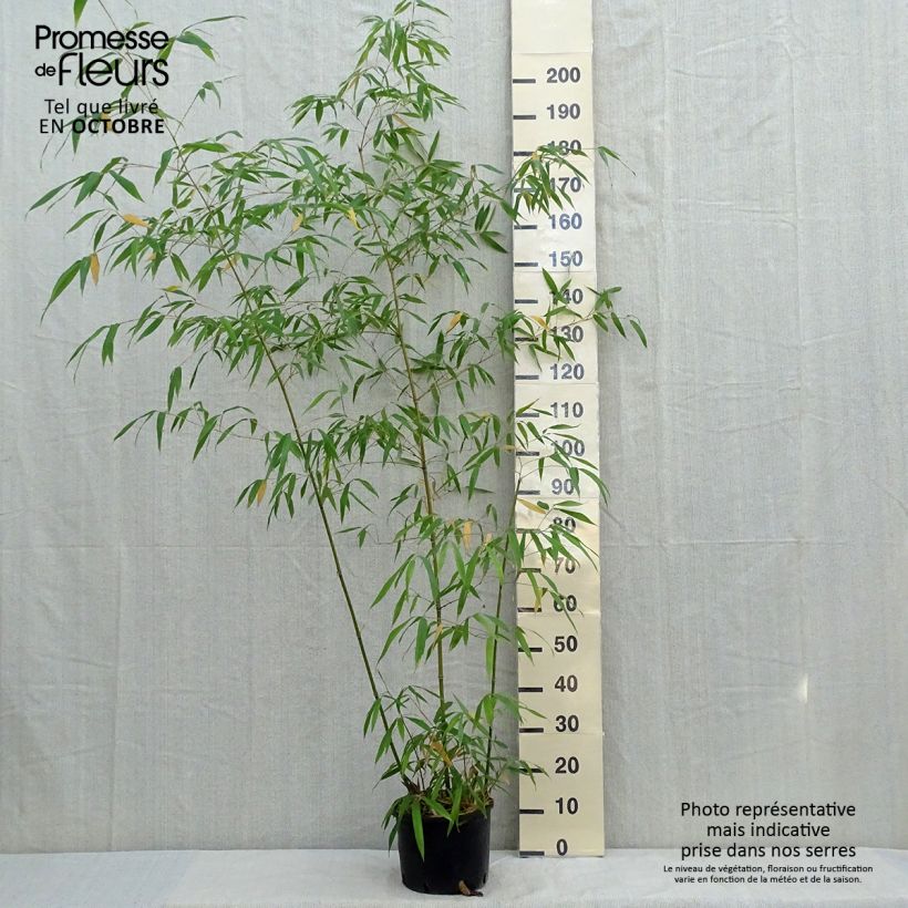 Esimerkki syksyllä toimitetusta Phyllostachys iridescens - Bambou géant Pot de 4L/5L-taimesta