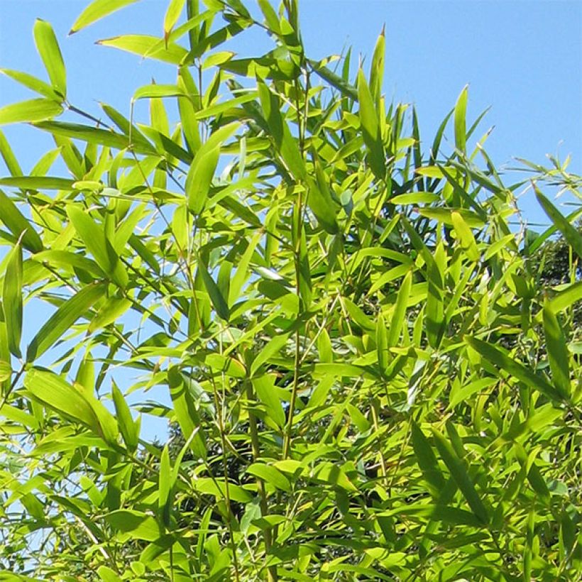 Mustabambu Henonis (Lehvistö)