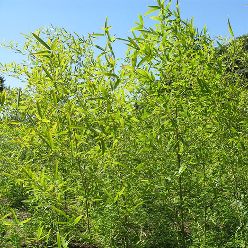 Mustabambu Henonis (Kasvutapa)
