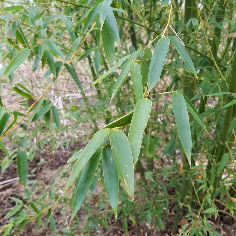 Bambu - Phyllostachys parviflora (Lehvistö)