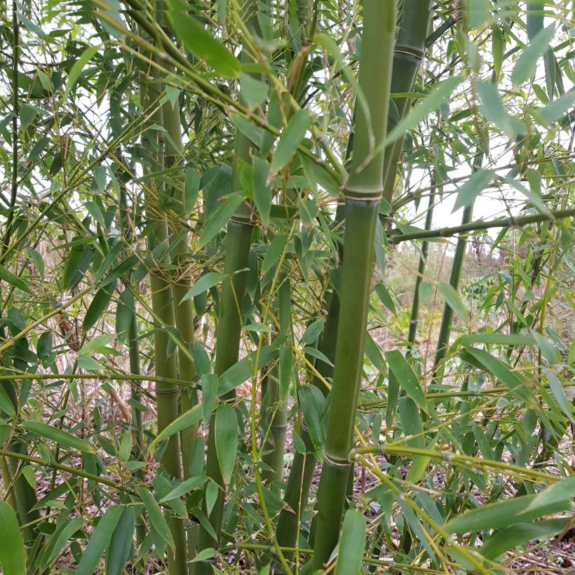 Bambu - Phyllostachys parviflora (Kasvutapa)