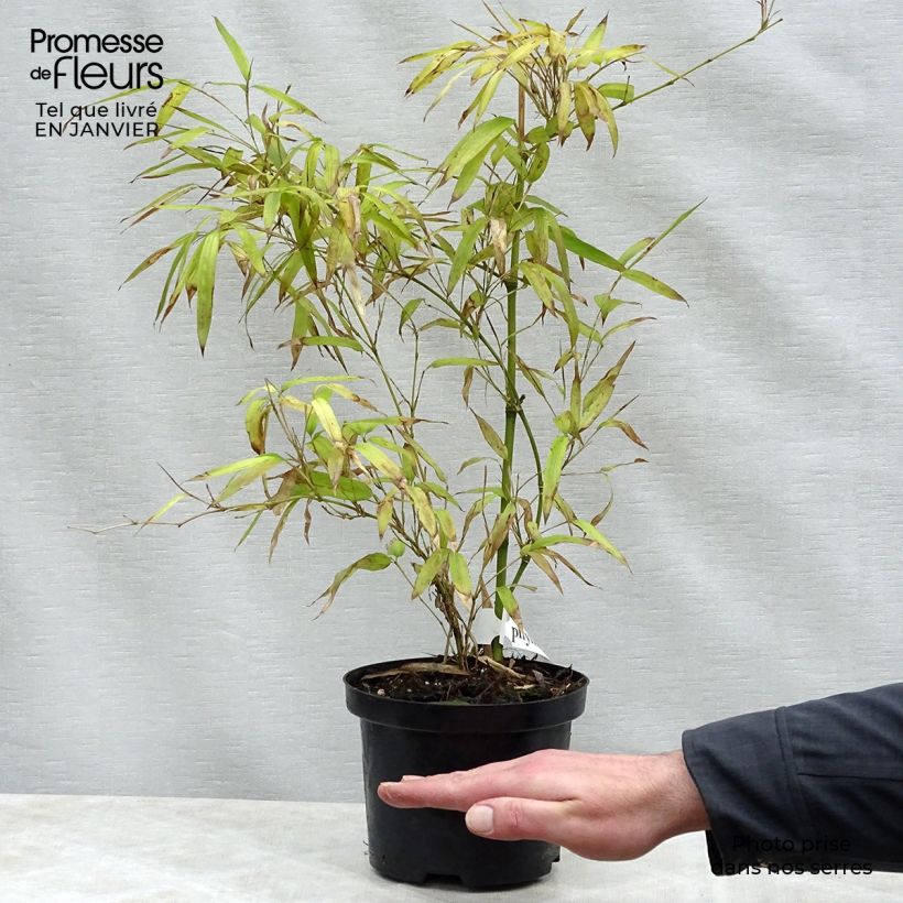 Esimerkki talvella toimitetusta Bambu - Phyllostachys parviflora Pot de 4L/5L-taimesta