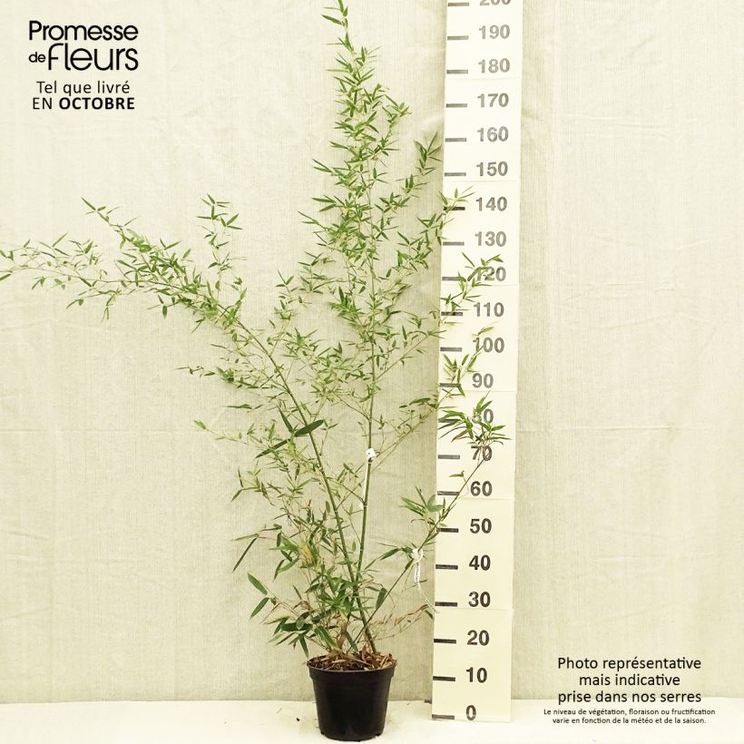 Esimerkki syksyllä toimitetusta Phyllostachys parvifolia - Bambou géant Pot de 4L/5L-taimesta