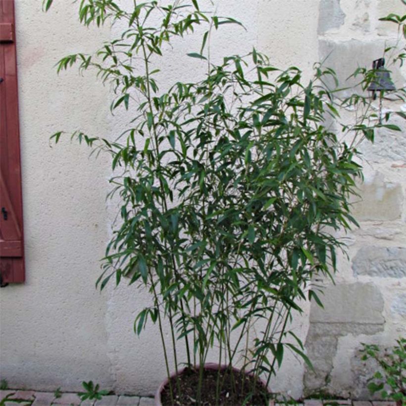 Bambu - Phyllostachys rubromarginata (Lehvistö)