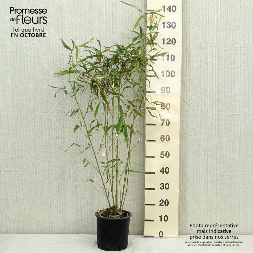 Esimerkki syksyllä toimitetusta Bambu - Phyllostachys rubromarginata 4 litran/5 litran ruukku-taimesta