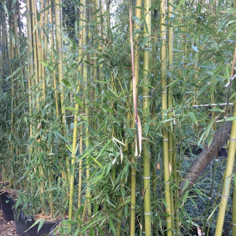 Bambu - Phyllostachys viridiglaucescens (Lehvistö)