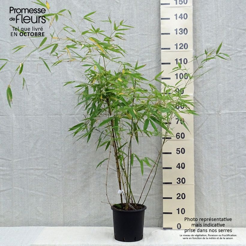 Esimerkki syksyllä toimitetusta Bambu - Phyllostachys viridiglaucescens 4 litran/5 litran ruukku-taimesta