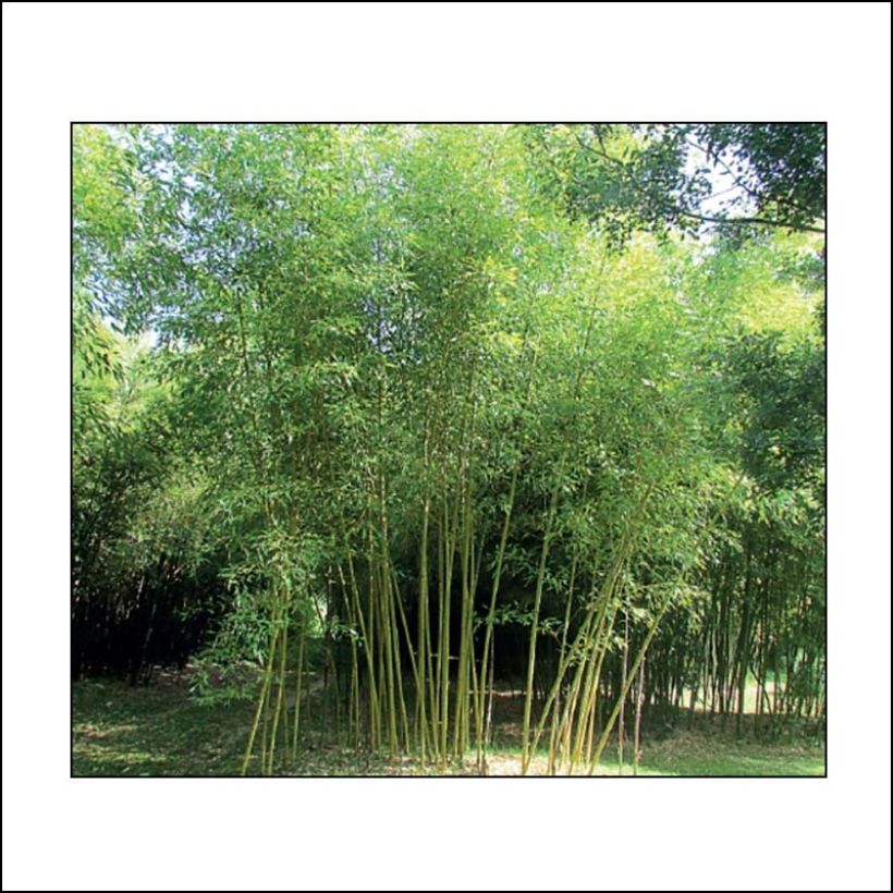 Bambu Sulphurea (Robert Young) (Kasvutapa)
