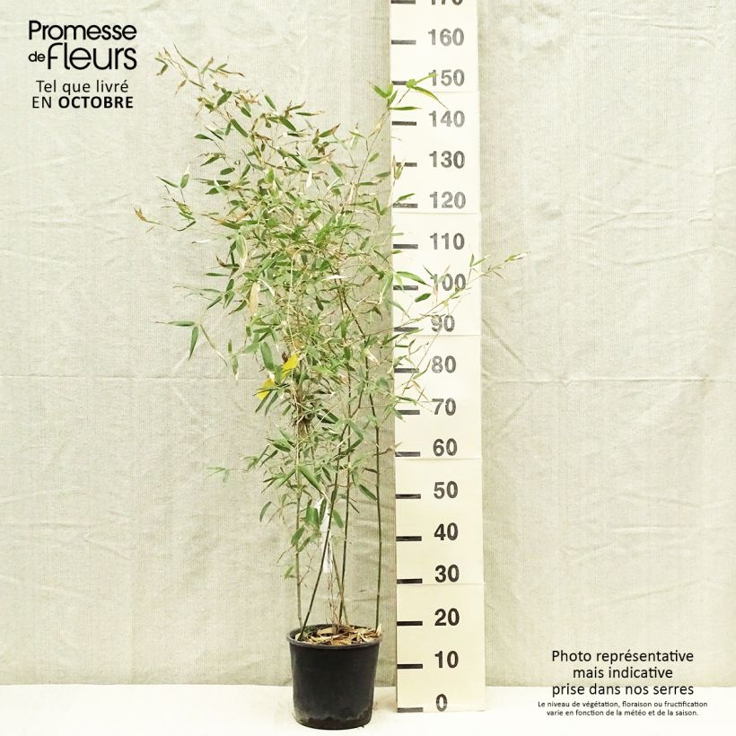 Esimerkki syksyllä toimitetusta Bambu Sulphurea (Robert Young) 2 litran/3 litran ruukku-taimesta