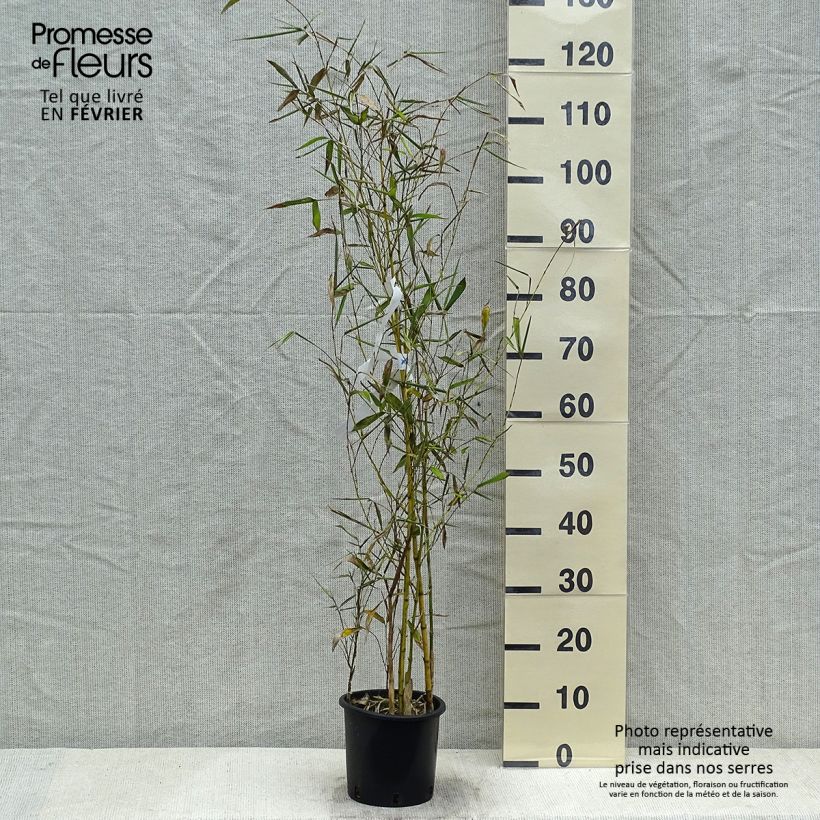 Esimerkki talvella toimitetusta Bambu Sulphurea (Robert Young) Pot de 2L/3L-taimesta