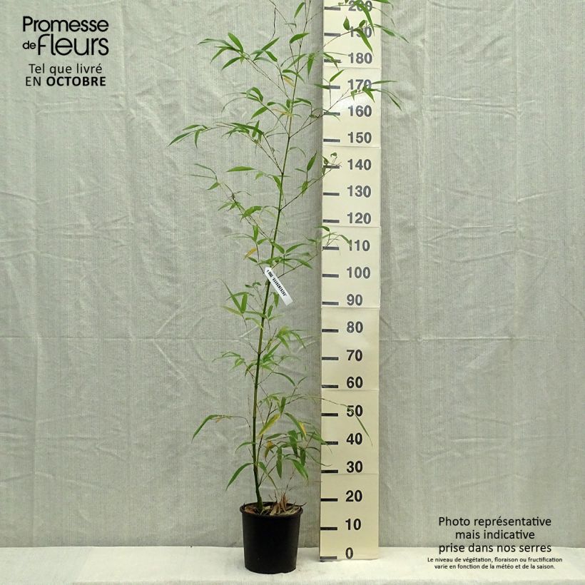 Esimerkki syksyllä toimitetusta Bambu Aureocaulis 4 litran/5 litran ruukku-taimesta