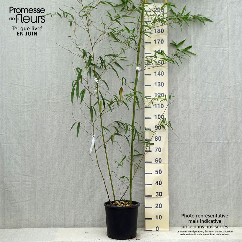Esimerkki kesällä toimitetusta Bambu Aureocaulis Ruukku 4L / 5L-taimesta
