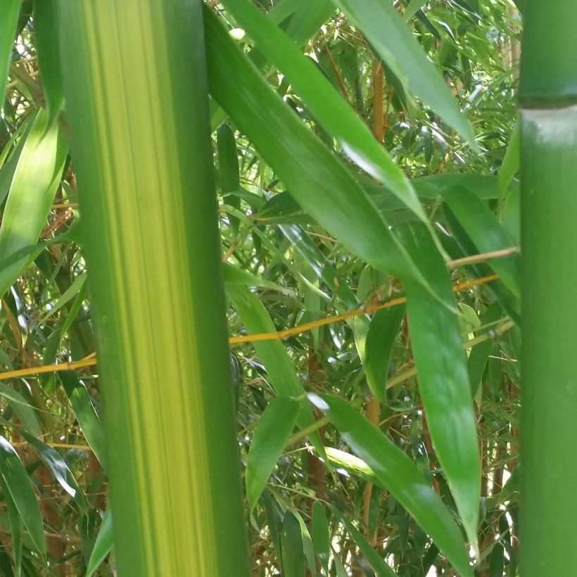 Bambu Huangwenzhu (Lehvistö)
