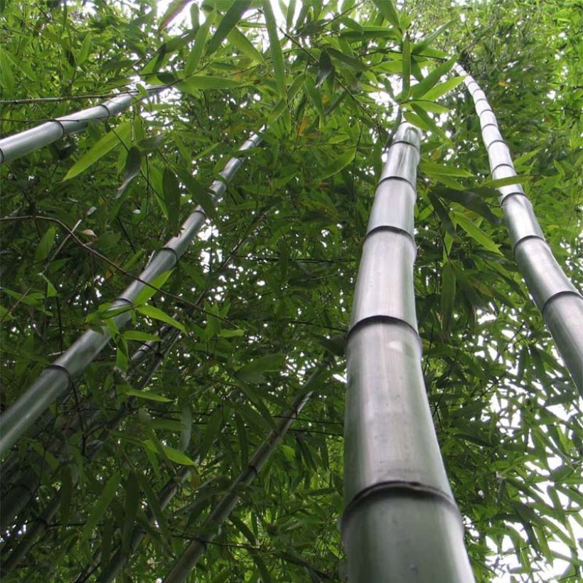 Bambu Huangwenzhu (Kasvutapa)