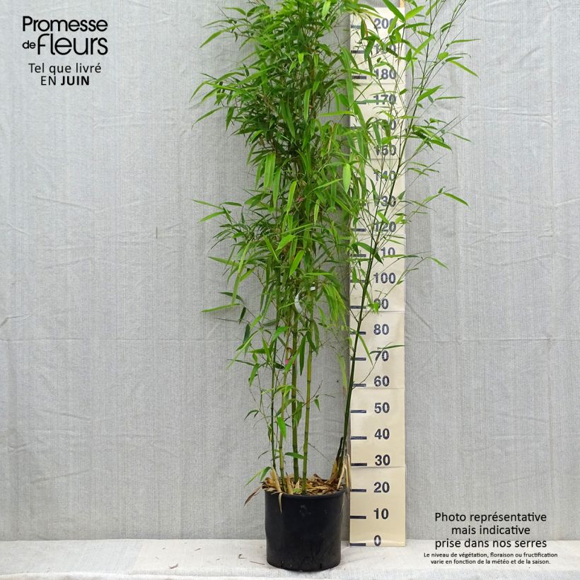 Esimerkki kesällä toimitetusta Bambu Huangwenzhu Ruukku 12L / 15L-taimesta