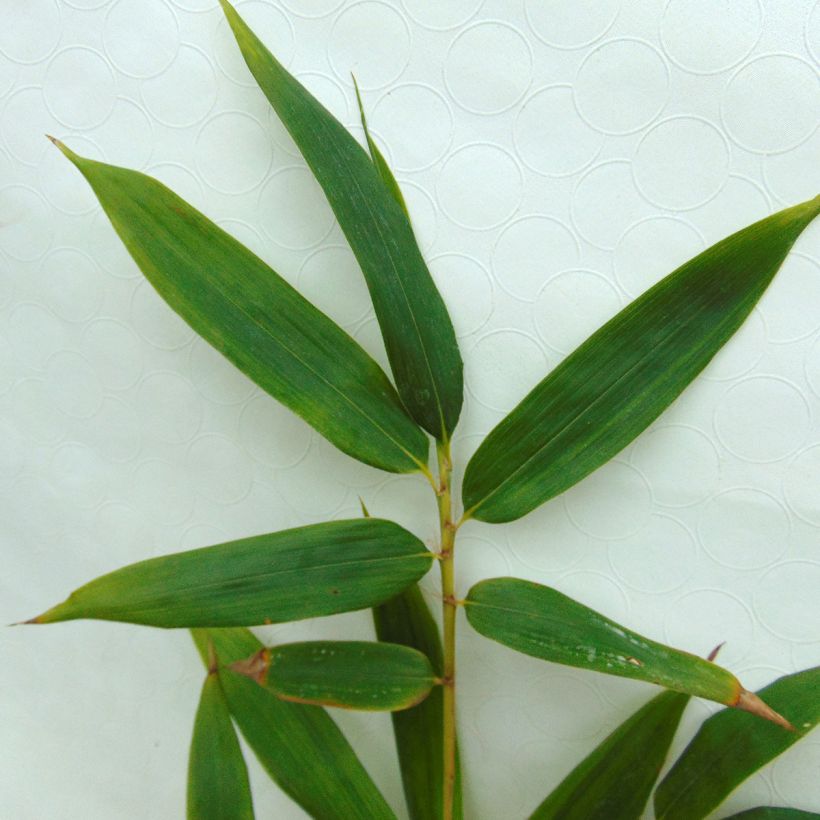 Bambu MacClure (Lehvistö)
