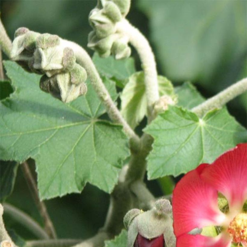 Phymosia umbellata (Lehvistö)