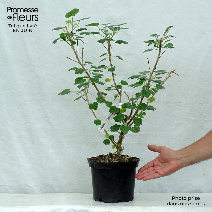 Esimerkki kesällä toimitetusta Phymosia umbellata Pot de 4L/5L-taimesta
