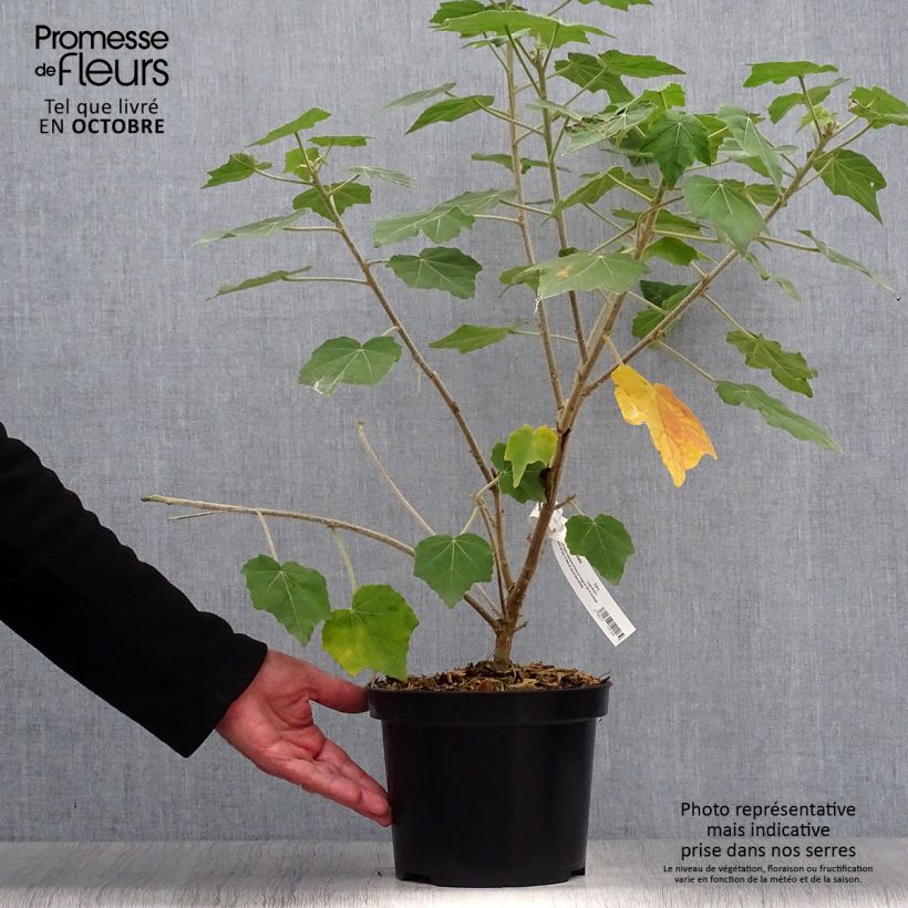Esimerkki syksyllä toimitetusta Phymosia umbellata 4 litran/5 litran ruukku-taimesta