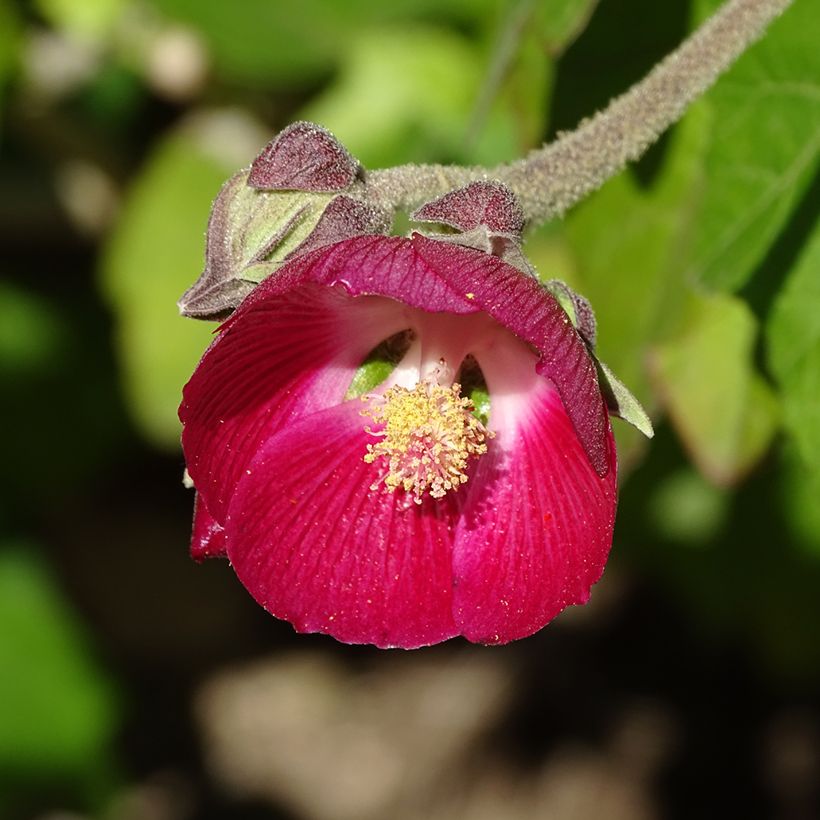 Phymosia umbellata (Kukinta)