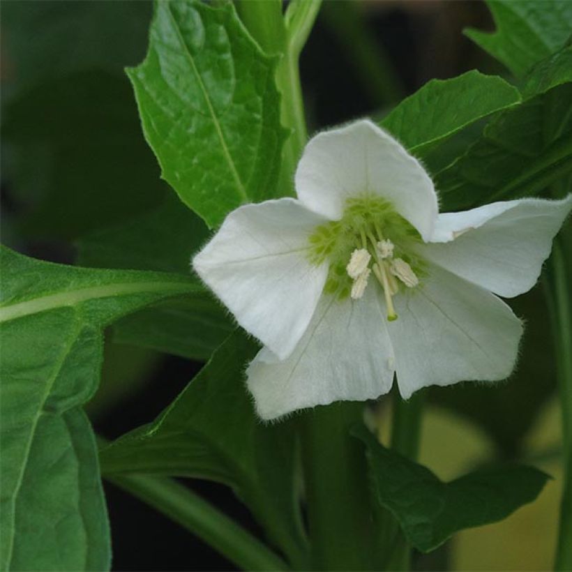 Lyhtykoiso - Physalis alkekengi var. franchetii (Kukinta)