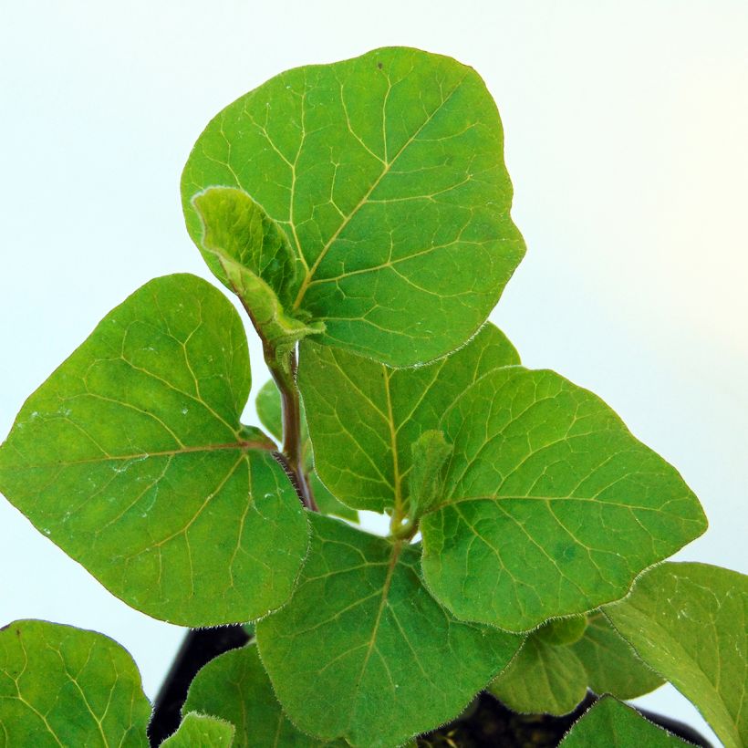 Lyhtykoiso - Physalis alkekengi var. franchetii (Lehvistö)