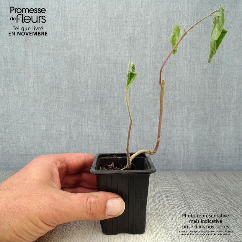 Esimerkki syksyllä toimitetusta Karviaiskoiso en godet luomu - Physalis peruviana 7/8 cm taimiruukku-taimesta