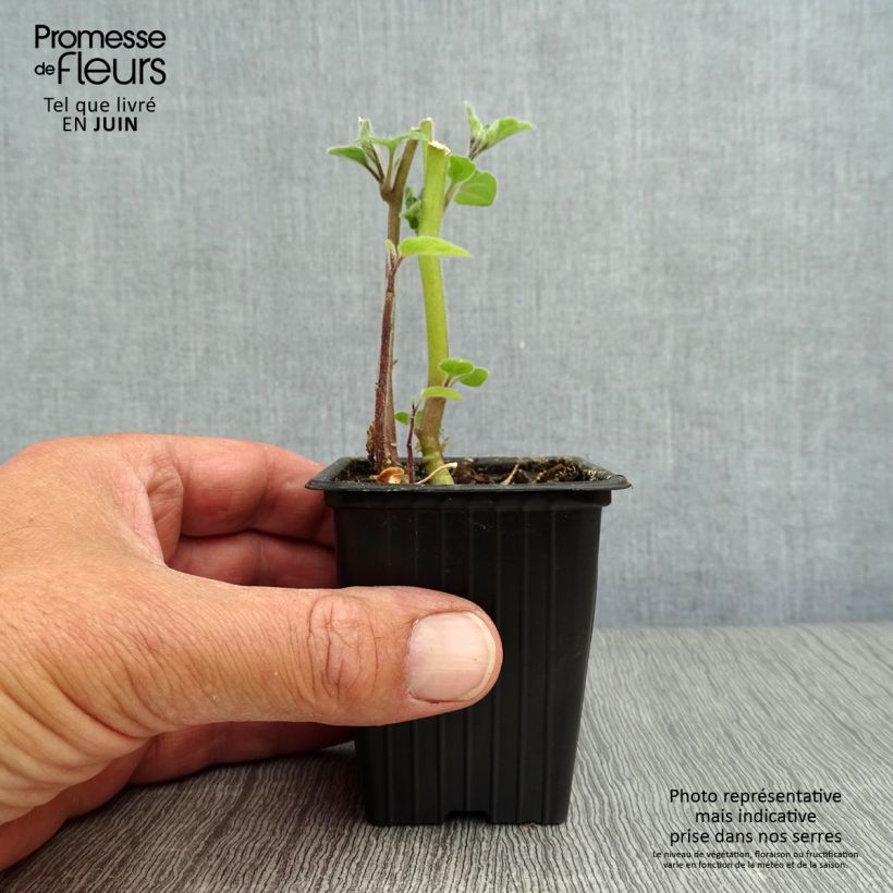 Esimerkki kesällä toimitetusta Karviaiskoiso en godet luomu - Physalis peruviana 7/8 cm taimiruukku-taimesta