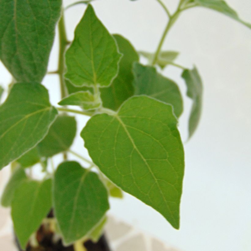 Karviaiskoiso en godet luomu - Physalis peruviana (Lehvistö)
