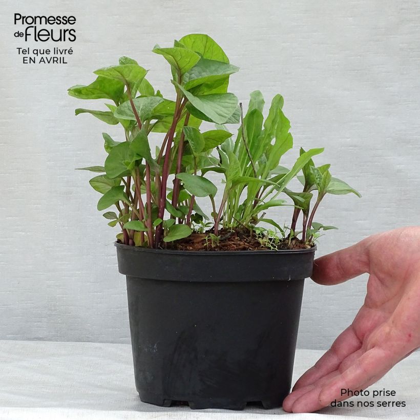 Esimerkki keväällä toimitetusta Lyhtykoiso - Physalis alkekengi var. franchetii Ruukku 2L / 3L-taimesta