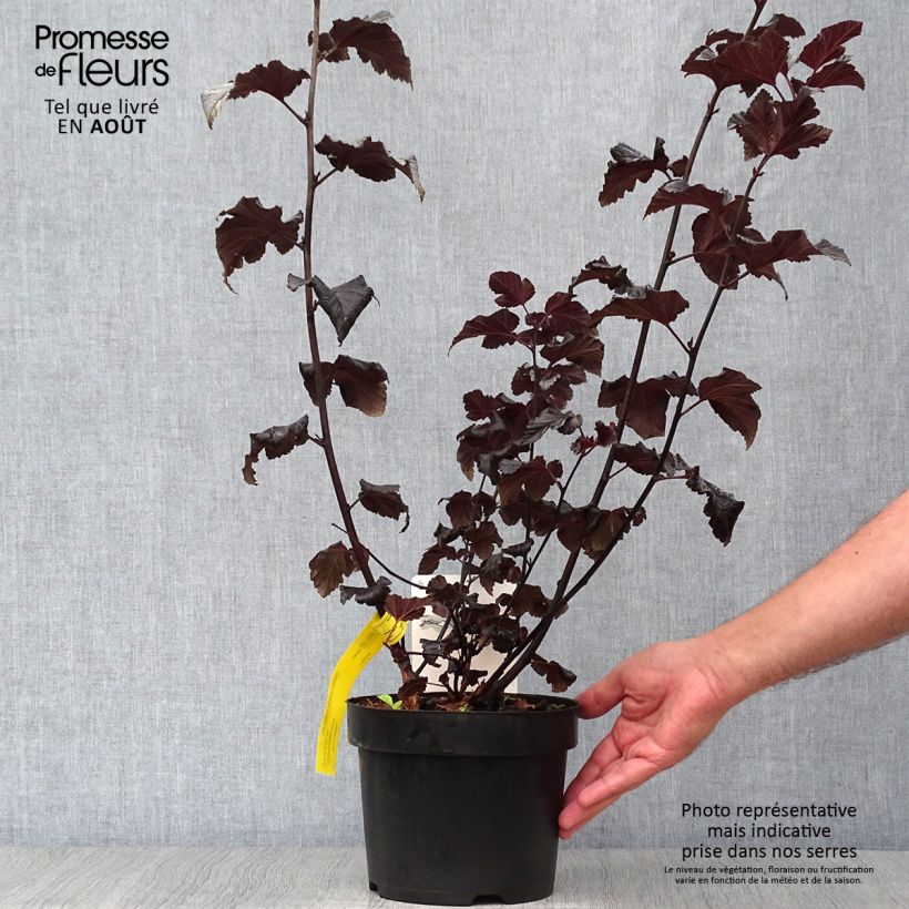 Esimerkki kesällä toimitetusta Lännenheisiangervo Midnight Pot de 3L/4L-taimesta