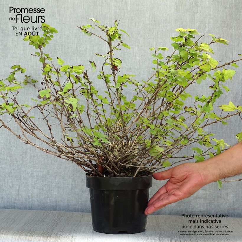 Esimerkki kesällä toimitetusta Kesäheisiangervo Tilden Park Pot de 3L/4L-taimesta